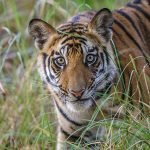 Tiger (Panthera tigris tigris)