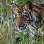 Tiger (Panthera tigris tigris)