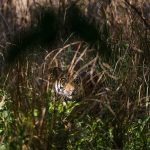 Tiger (Panthera tigris tigris)