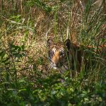 Tiger (Panthera tigris tigris)