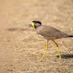 Gelblappenkiebitz (Vanellus malabricus)