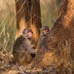 Rhesusaffen (Macaca mulatta)