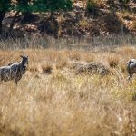 Nilgauantilope (Boselaphus tragocamelus)