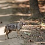 Goldschakal (Canis aureus)