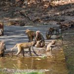 Rhesusaffen (Macaca mulatta)