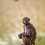 Rhesusaffe (Macaca mulatta)