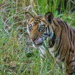 Tiger (Panthera tigris tigris)