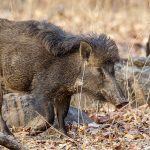 Wildschwein (Sus scrofa)