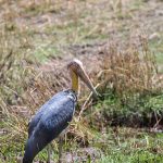 Marabu (Leptoptilos crumeniferus)