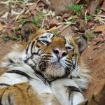 Tiger (Panthera tigris tigris)