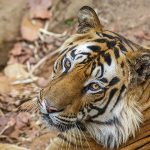 Tiger (Panthera tigris tigris)