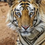 Tiger (Panthera tigris tigris)