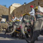 Mahuts am Amber-Fort