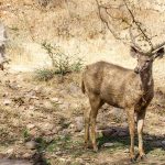 Sambar (Cervus unicolor)