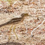 Triel (Burhinus oedicnemus)