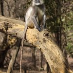Hanuman-Langur (Semnopithecus priam)