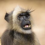 Hanuman-Langur (Semnopithecus priam)