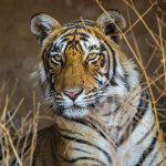 Königstiger (Panthera tigris tigris), Tigerin Mutschili