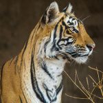 Königstiger (Panthera tigris tigris), Tigerin Mutschili