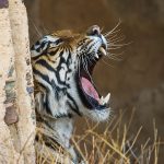 Königstiger (Panthera tigris tigris), Tigerin Mutschili