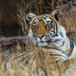 Königstiger (Panthera tigris tigris), Tigerin Mutschili