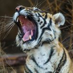 Königstiger (Panthera tigris tigris), Tigerin Mutschili