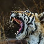 Königstiger (Panthera tigris tigris), Tigerin Mutschili