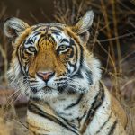 Königstiger (Panthera tigris tigris), Tigerin Mutschili