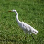 Silberreiher (Casmerodius albus)