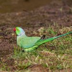 Alexandersittich (Psittacula eupatria)