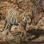 Tiger ( Panthera tigris tigris) Sohn von Tigerin Mutschili