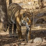 Tiger ( Panthera tigris tigris) Sohn von Tigerin Mutschili