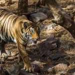 Tiger ( Panthera tigris tigris) Sohn von Tigerin Mutschili