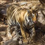 Tiger ( Panthera tigris tigris) Sohn von Tigerin Mutschili