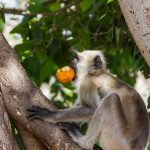 Hanoman-Langure auf Früchteklau