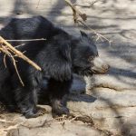 Lippenbär (Melursus ursinus)