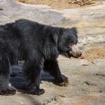 Lippenbär (Melursus ursinus)