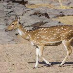 Axishirsch (Axis axis)