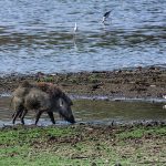 Wildschwein (Sus scrofa)