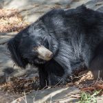 Lippenbär (Melursus ursinus)