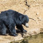 Lippenbär (Melursus ursinus)