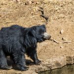 Lippenbär (Melursus ursinus)