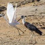 Silberreiher (Casmerodius albus) mit  Wollhalsstorch (Cicona episcopus)