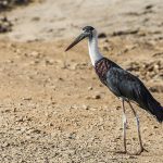 Wollhalsstorch (Ciconia episcopus)