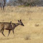 Sambar (Cervus unicolor)