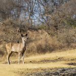 Sambar (Cervus unicolor)