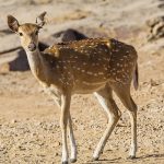 Axishirsch (Axis axis)