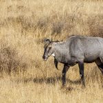 Nilgauantilope (Boselaphus tragocamelus)