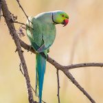 Alexandersittich (Psittacula eupatria)
