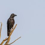 Dickschnabelkrähe (Corvus macrorhynchos)